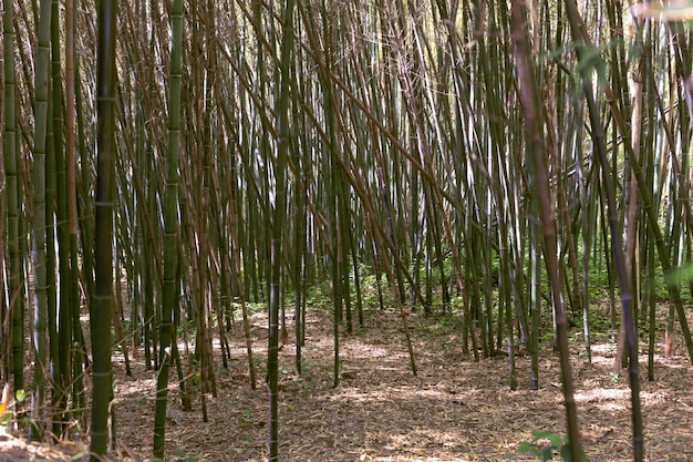 Foto gratuita foresta tropicale di bambù alla luce del giorno