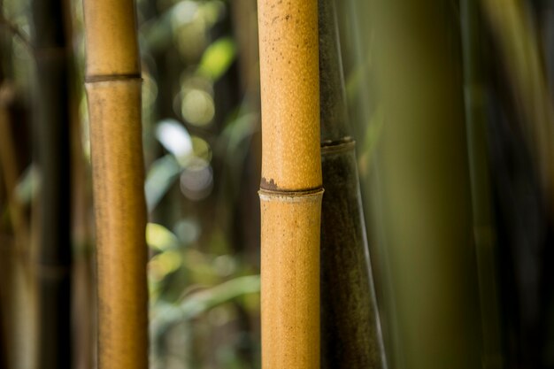 Tropical bamboo forest in daylight