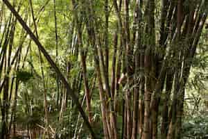 Бесплатное фото Тропический бамбуковый лес при дневном свете