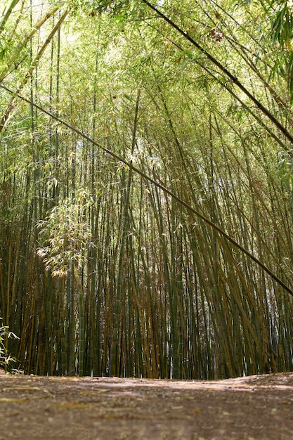 無料写真 日光の下で熱帯竹林