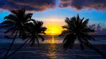 Free photo tropical beach on sunset with silhouette palm trees.