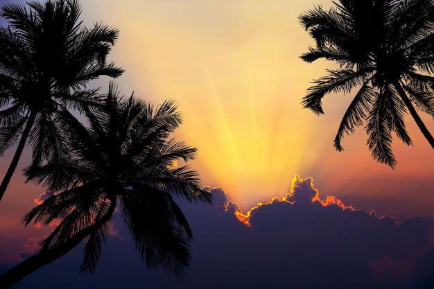 Spiaggia tropicale sul tramonto con palme silhouette.