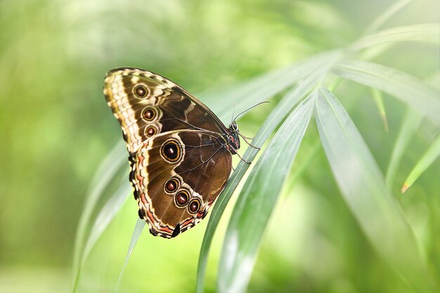 緑​の​草​の​上に​座っている​熱帯​の​蝶​カリゴアトレウス​。​美しい​昆虫​-​野生​の​自然​の​生き物