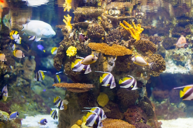 tropical fish at coral reef area
