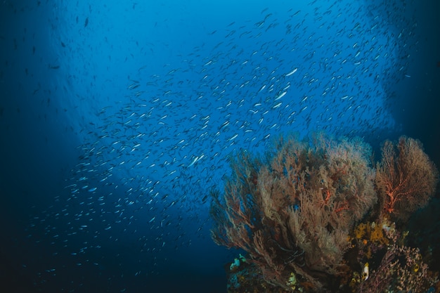 Free photo tropical fish and coral reef in sunlight