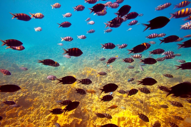 Foto gratuita pesci tropicali nella zona della barriera corallina