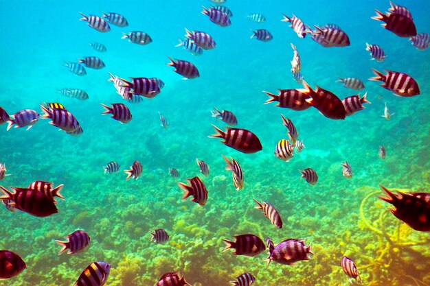 тропические рыбы в районе коралловых рифов