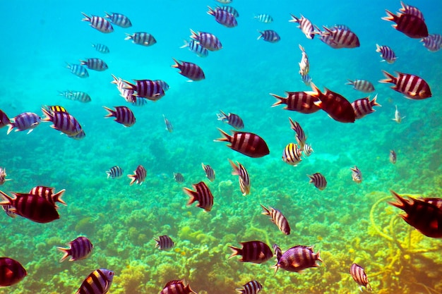 tropical fishes at coral reef area