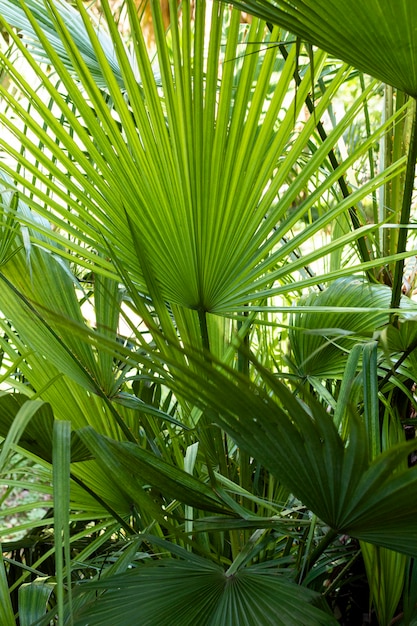 열대 단풍과 식물