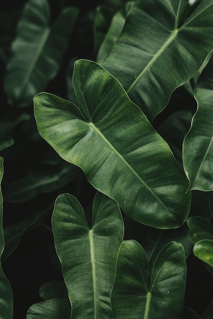 Tropical foliage textured pattern background