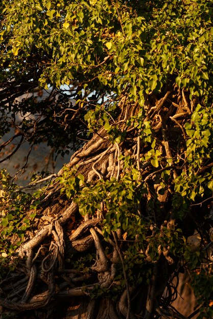 Tropical forest captured in daylight