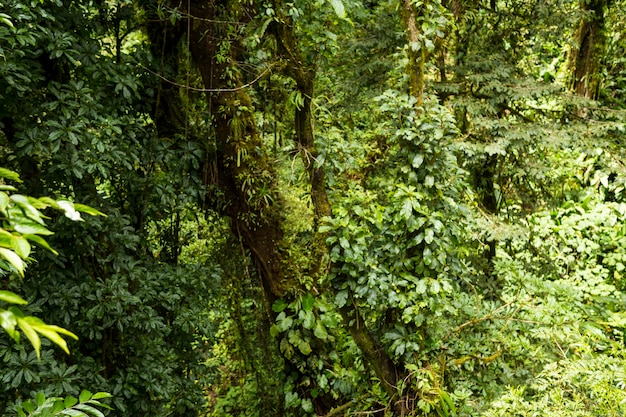 Tropical forest of costa rica in rainy weather