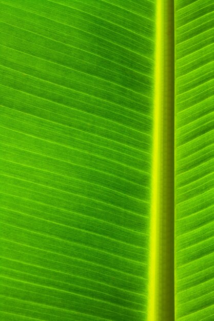 Free Photo tropical garden plant fresh nature