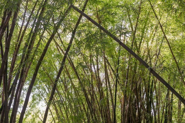 熱帯の緑の竹林