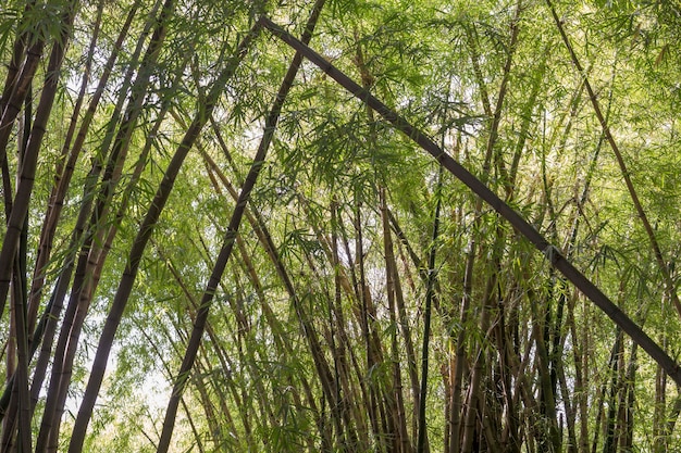 Tropical green bamboo forest