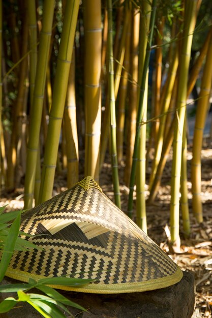 Tropical green bamboo forest