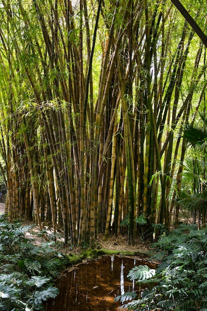 열대 녹색 대나무 숲