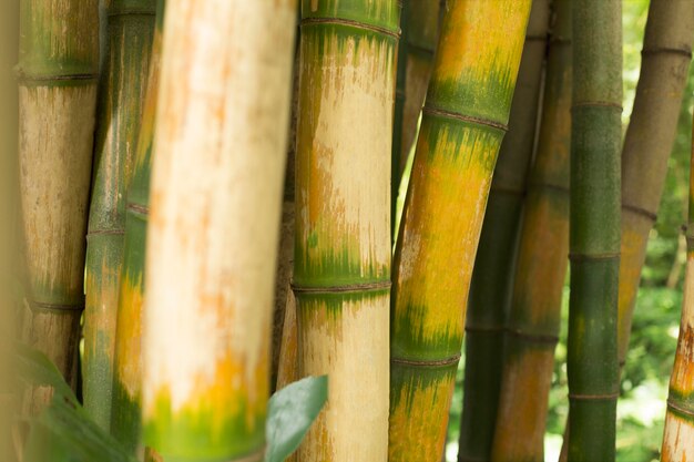 Tropical green bamboo forest