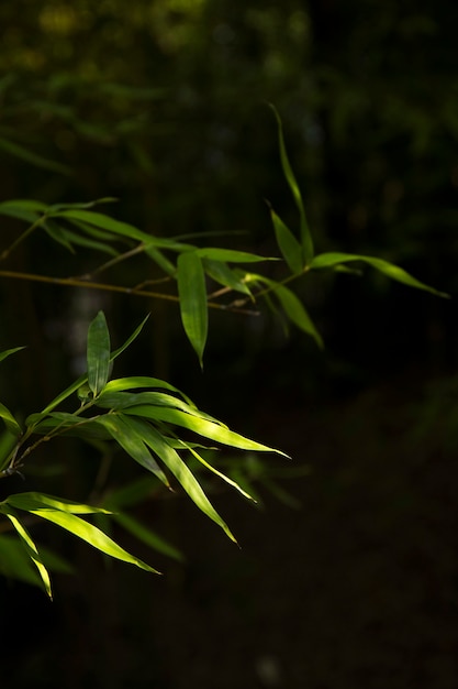 熱帯の緑の竹林