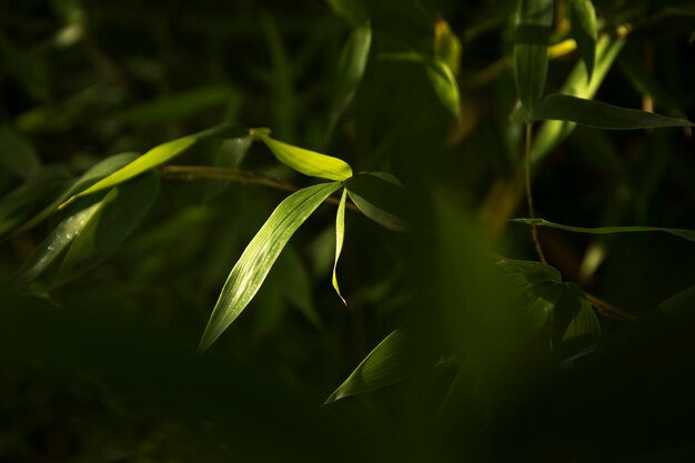熱帯の緑の竹林