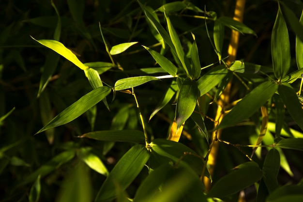 Foto gratuita foresta di bambù verde tropicale