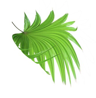 Tropical green chinese windmill palm leaf tree isolated on white background