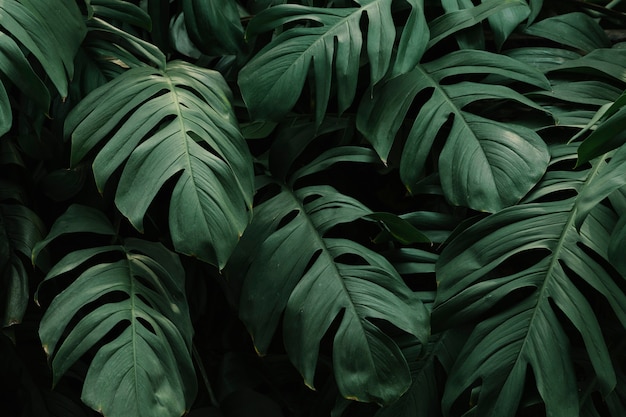 Tropical green leaves background