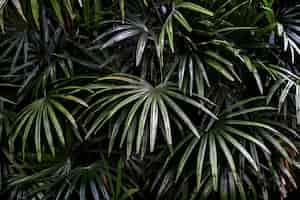 Free photo tropical green palm leaves background