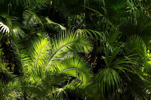 Tropical greenery and plants