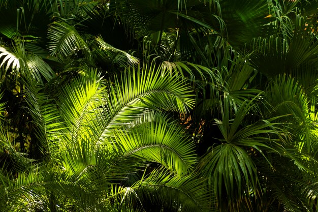 Tropical greenery and plants