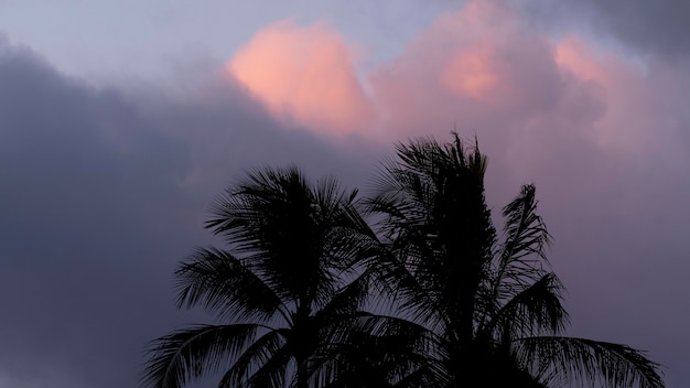 Tropical hawaii landscape with palm trees