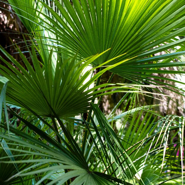 熱帯の草本と植物