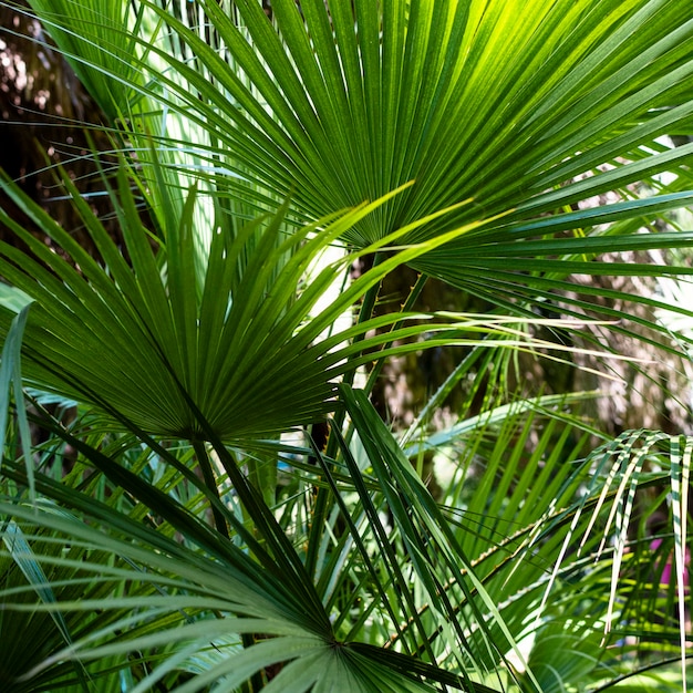 熱帯の草本と植物