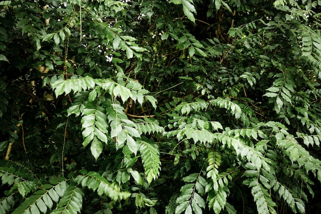 Бесплатное фото Тропический пейзаж джунглей