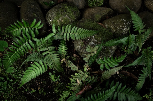 Tropical jungle vegetation top view