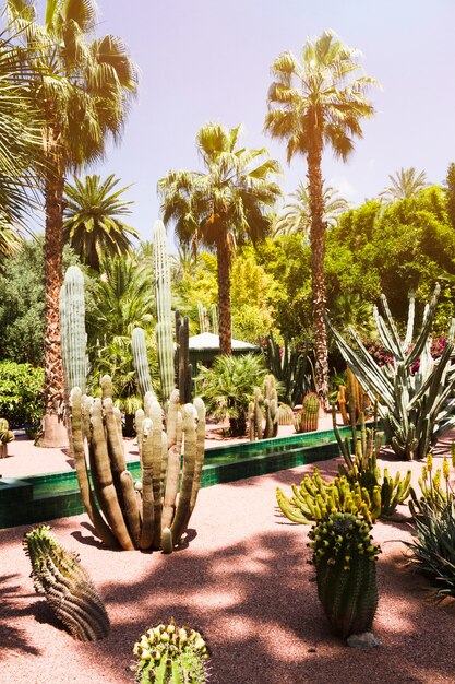 Tropical landscape with palm trees and cacti