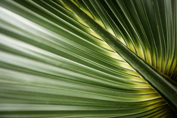 Free Photo tropical leaf closeup