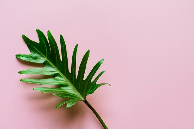 Бесплатное фото Тропический лист на розовом фоне