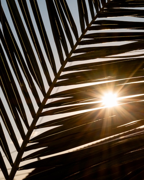 Tropical leaf with sun rays