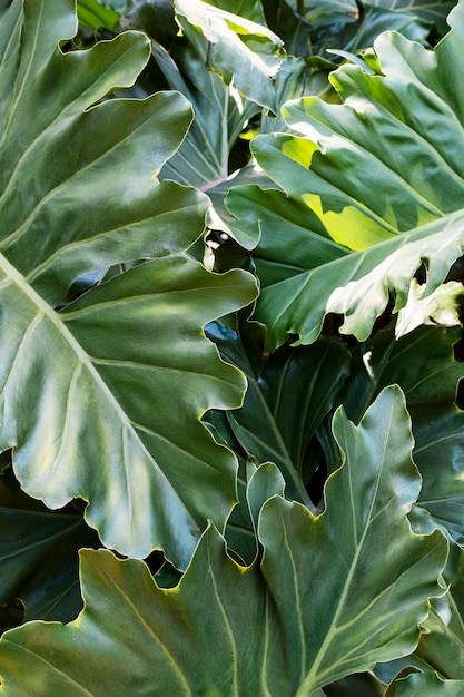 Tropical leafage and plants