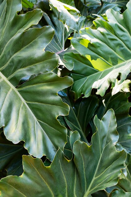 Тропические листья и растения