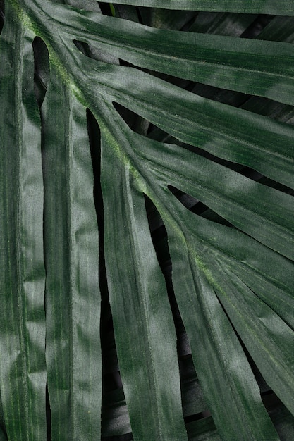 Free photo tropical leave closeup