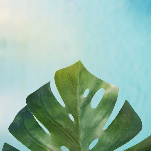 Free photo tropical leave with pool background