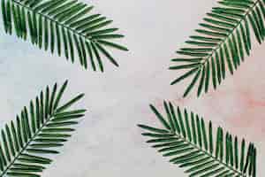 Free photo tropical leaves on an abstract background.