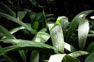 Free photo tropical leaves closeup