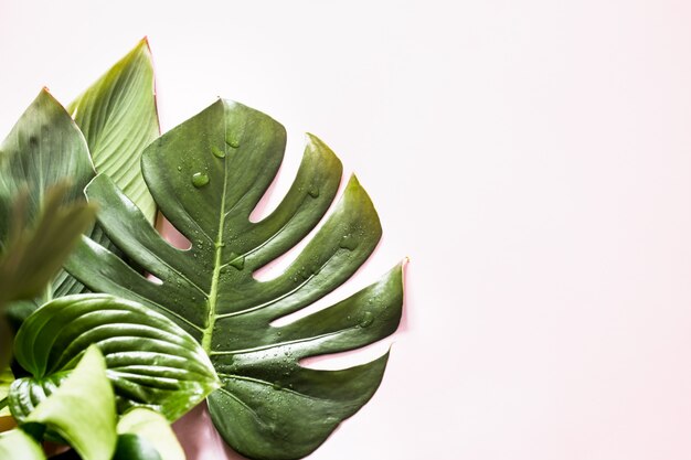 tropical leaves on a colored background