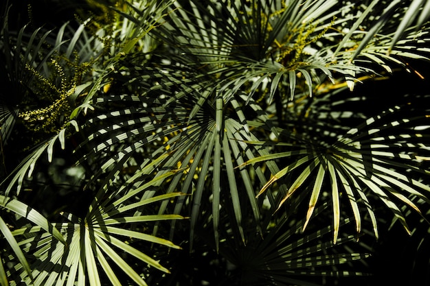 Tropical leaves in jungle