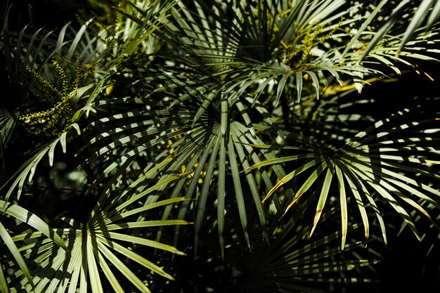 Tropical leaves in jungle