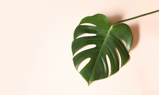 Tropical leaves of Monstera on pink background.