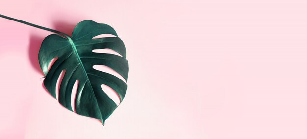 Tropical leaves Monstera on pink background.